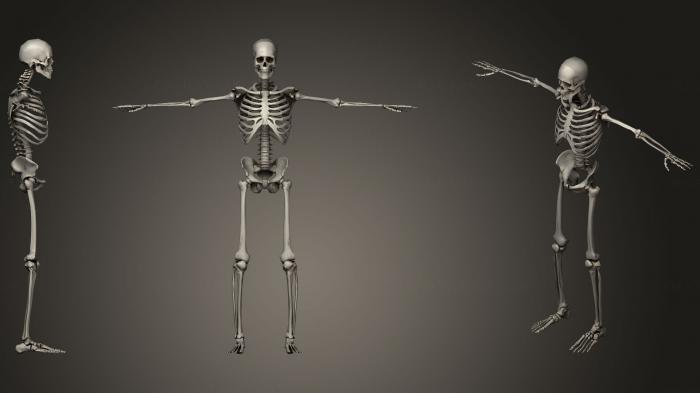 Anatomy of skeletons and skulls (ANTM_0866) 3D model for CNC machine